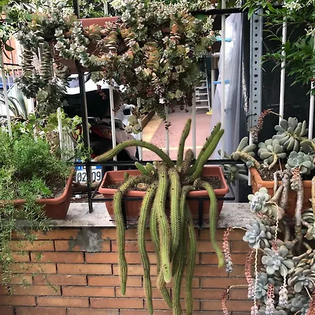 Lizartgarden Panoramic Rome